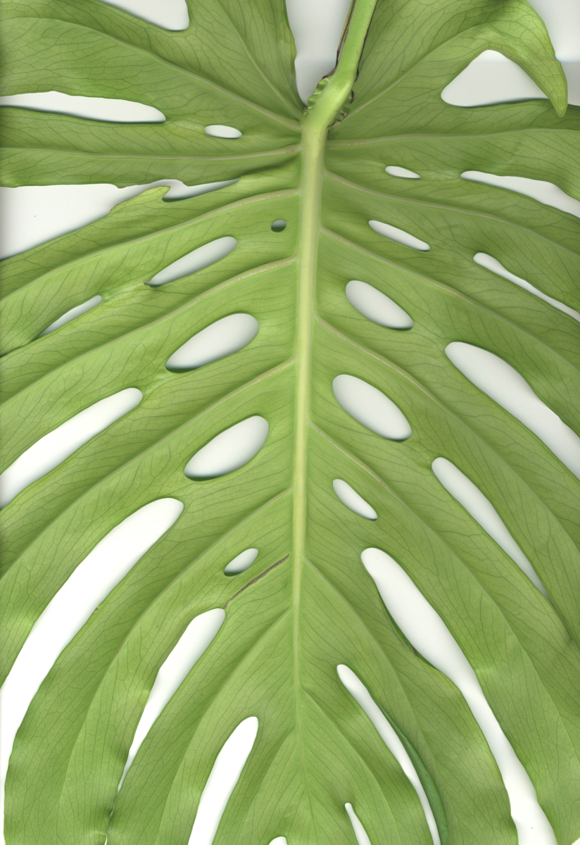 monstera-2-1200