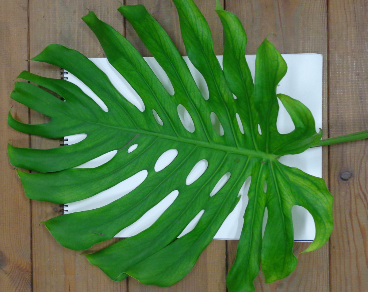 monstera-3-1200