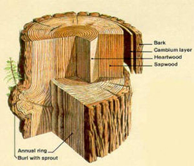 newwindow-lexpott-redwood-bark-rings